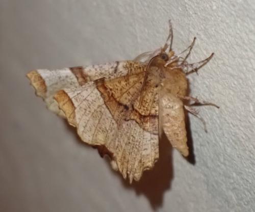 Réf. 333 952 : Selenia lunularia